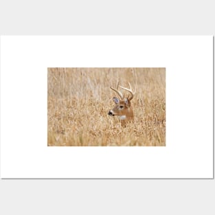 In the marsh - White-tailed deer Posters and Art